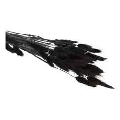 Droogbloem - Lagurus - zwart - 60 cm