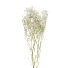 Droogbloem gipskruid - wit - 60 cm
