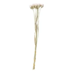 Droogbloemen - diverse varianten - 38 cm