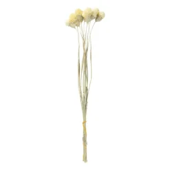 Droogbloemen - diverse varianten - 38 cm
