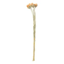 Droogbloemen - diverse varianten - 38 cm