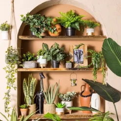 Hangplantje in potje - lang blad