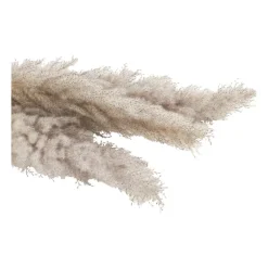 Pampasgras - 100 cm - set van 3