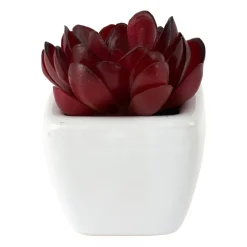 Vetplantjes - klein in pot - diverse varianten