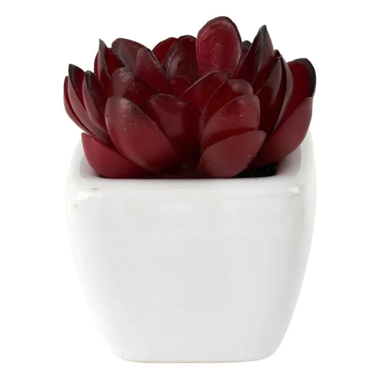 Vetplantjes - klein in pot - diverse varianten