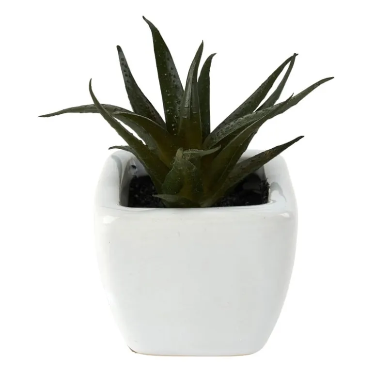 Vetplantjes - klein in pot - diverse varianten